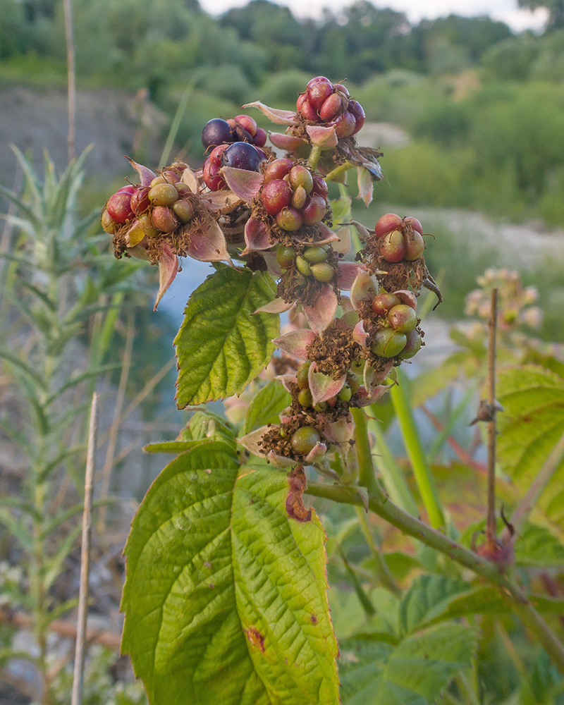 Изображение особи Rubus caesius.