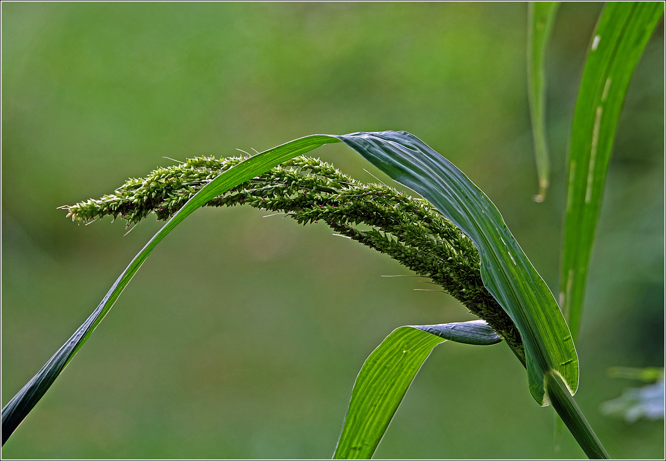 Изображение особи род Echinochloa.