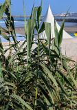 Arundo donax