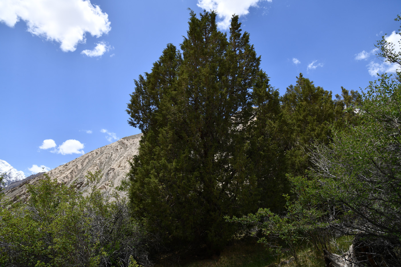 Изображение особи Juniperus seravschanica.