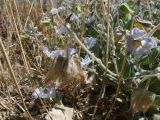 Смотреть изображение Trichodesma incanum