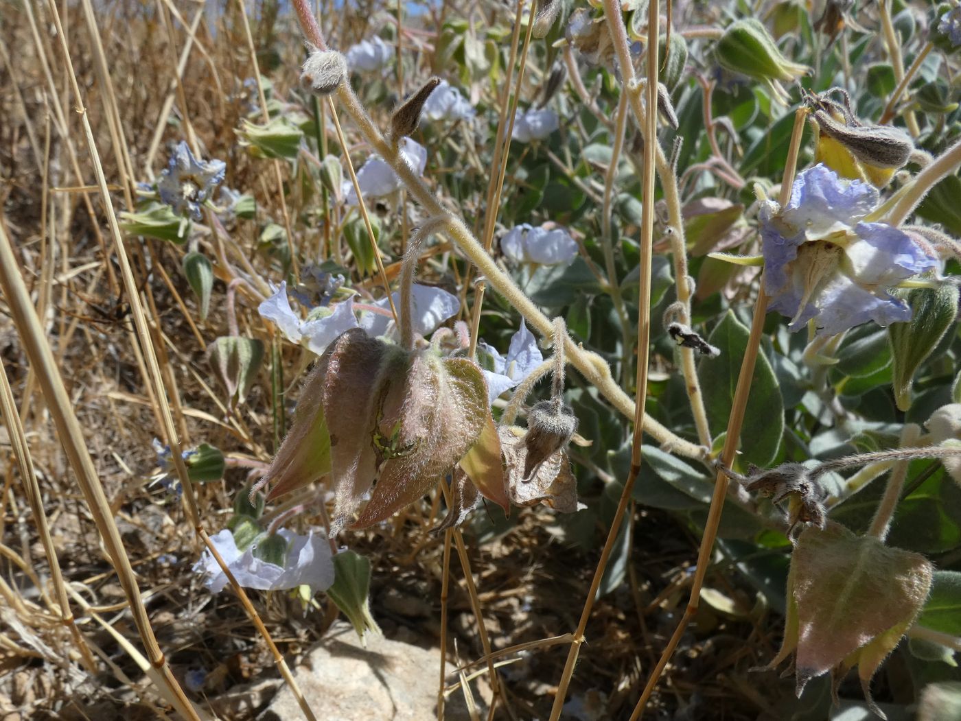 Изображение особи Trichodesma incanum.