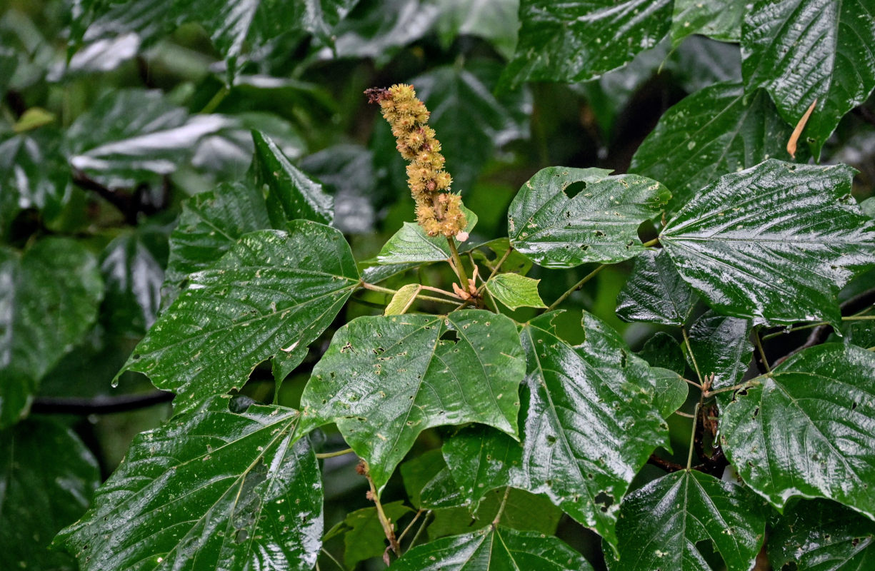 Изображение особи Mallotus nepalensis.