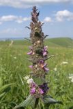 Stachys balansae. Соцветие. Карачаево-Черкесия, Зеленчукский р-н, гора Джисса, ≈ 1500 м н.у.м., субальпийский луг. 14.06.2024.