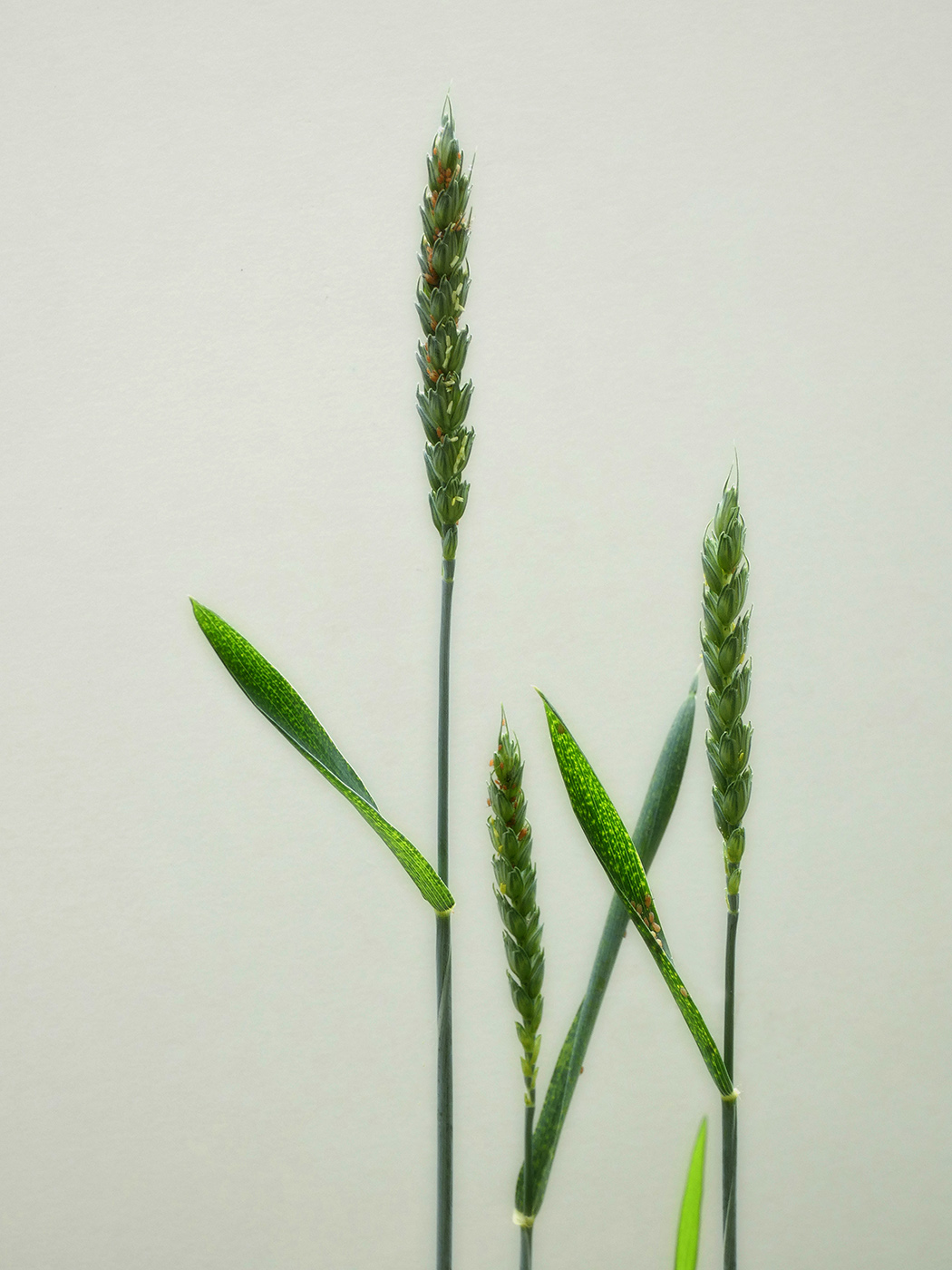 Image of genus Triticum specimen.