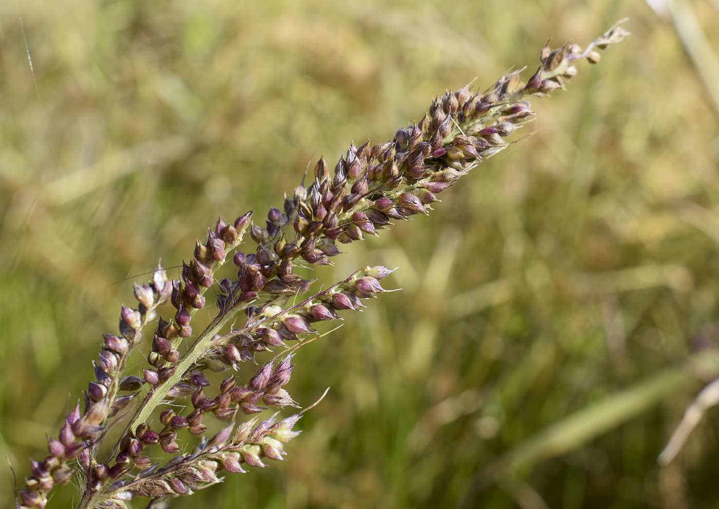 Изображение особи род Echinochloa.