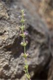 Micromeria myrtifolia