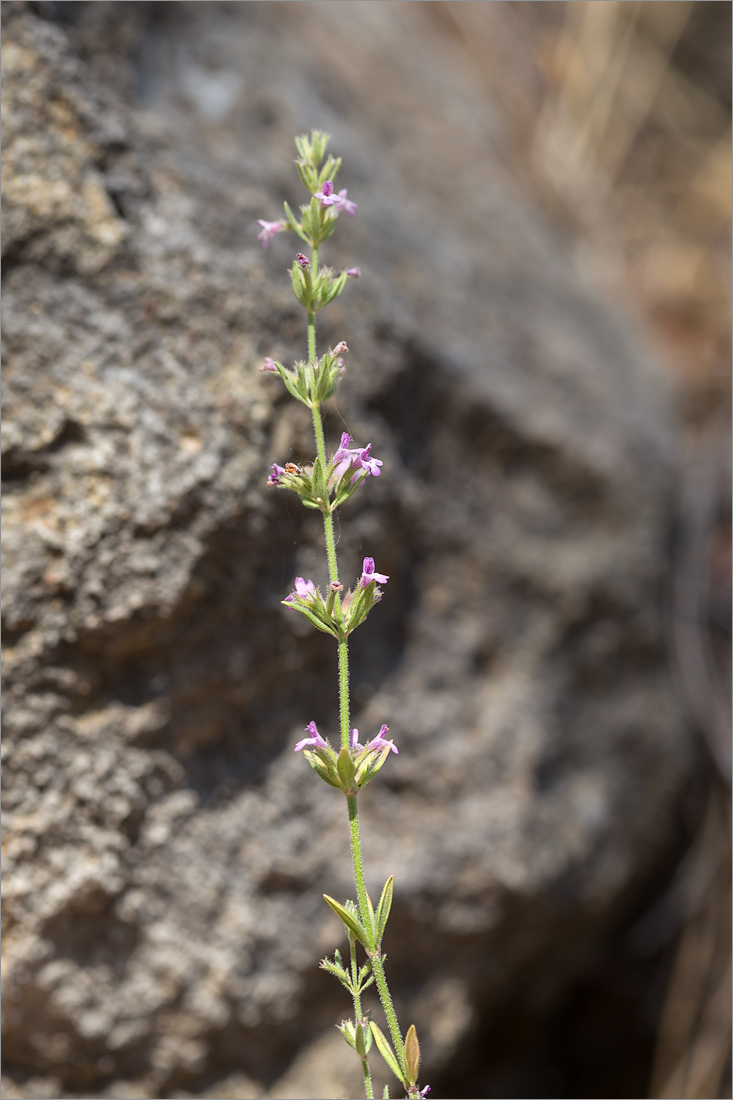 Image of Micromeria myrtifolia specimen.