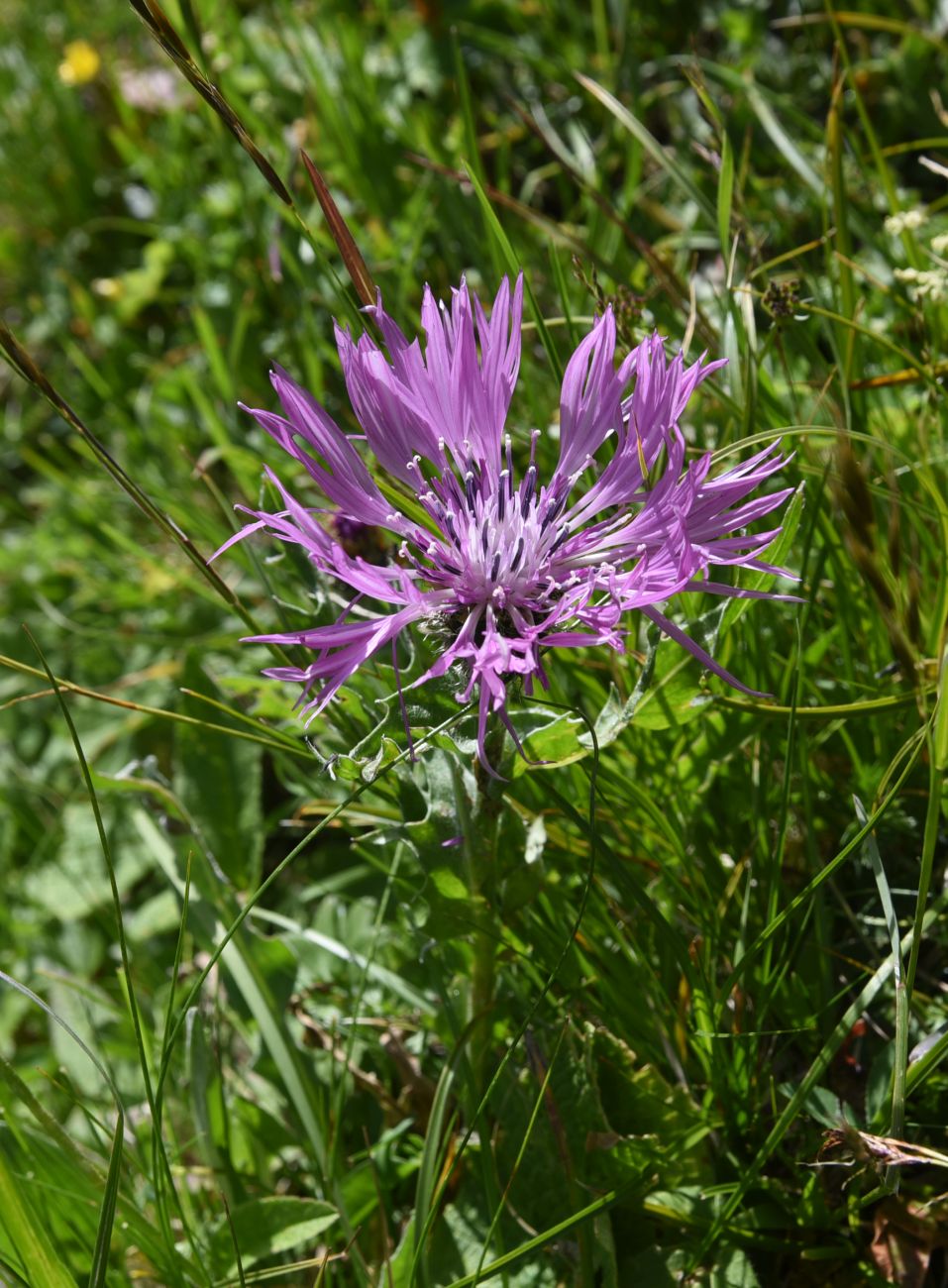 Image of Centaurea willdenowii specimen.