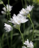 Allium zebdanense