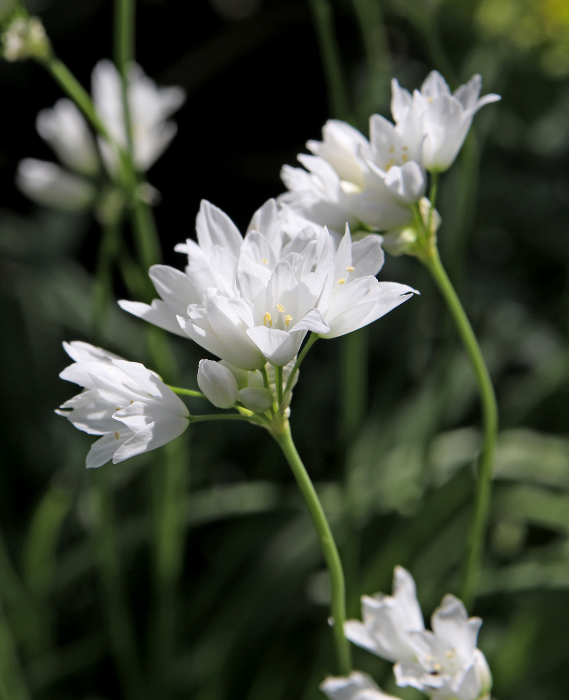 Image of Allium zebdanense specimen.