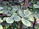 Fothergilla major. Листья, начавшие принимать осеннюю окраску. Санкт-Петербург, ботанический сад БИН РАН. 24.09.2024.