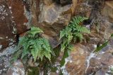 Asplenium billotii. Растения в трещинах скалы. Крым, Южный Берег, гора Аюдаг, восточный склон. 02.01.2025.