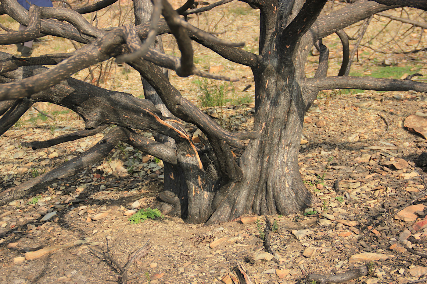 Image of Juniperus excelsa specimen.