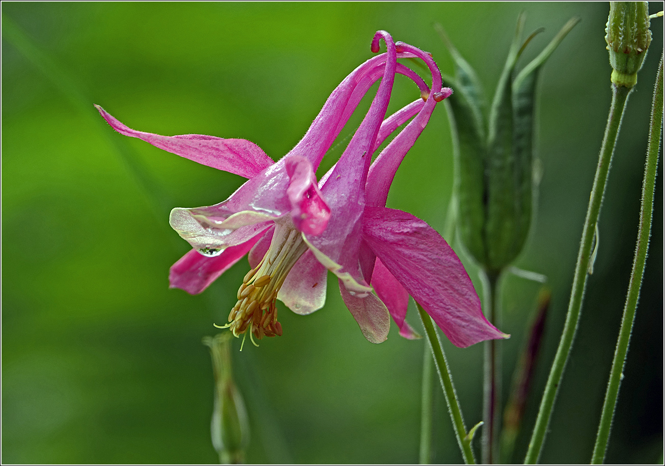 Изображение особи Aquilegia vulgaris.