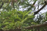 Cryptomeria japonica. Ветвь. Грузия, г. Боржоми, Центральный парк Боржоми. 28 мая 2018 г.