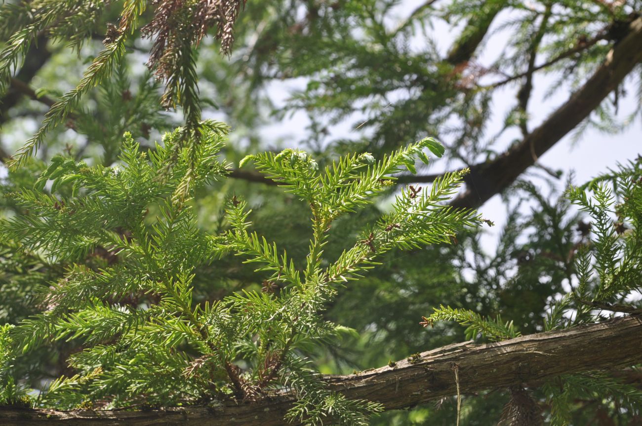 Image of Cryptomeria japonica specimen.