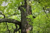 Смотреть изображение Quercus iberica