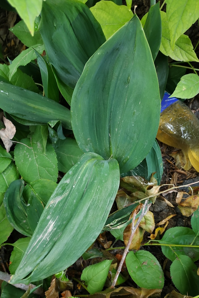 Изображение особи Convallaria majalis.
