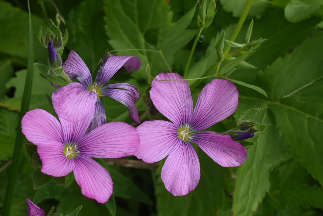 Image of Linum hypericifolium specimen.