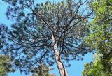 View full-size image Pinus palustris