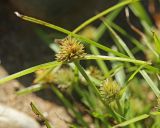 Смотреть изображение Kyllinga kamtschatica