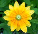 View full-size image Rudbeckia hirta