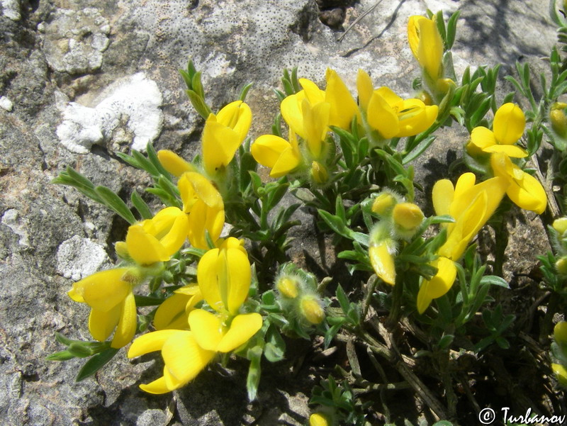 Изображение особи Genista godetii.