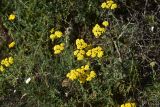 View full-size image Achillea arabica