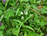 View full-size image Cephalanthera longifolia