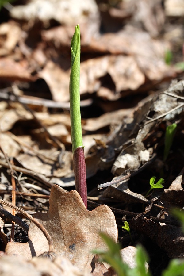 Image of Convallaria majalis specimen.