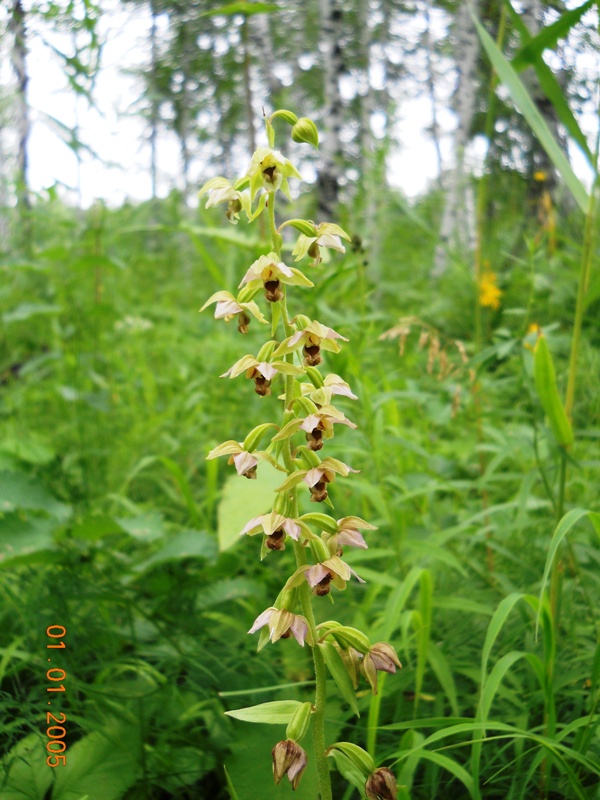 Image of Epipactis helleborine specimen.