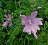 Malva moschata