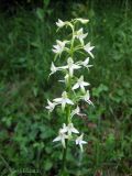 Platanthera bifolia. Соцветие. Украина, Ивано-Франковская обл., Надворнянский р-н, Природный заповедник \"Горганы\", поляна в лиственном лесу. 16 июня 2011 г.