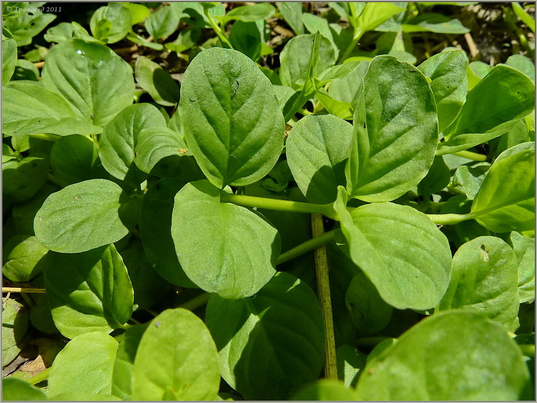 Image of Lysimachia nummularia specimen.