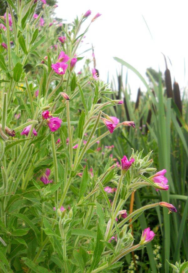 Image of Epilobium hirsutum specimen.