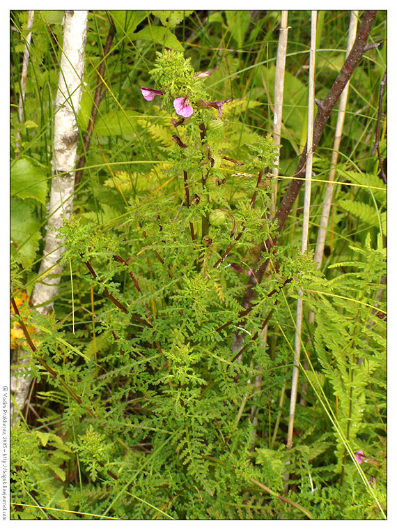 Image of Pedicularis palustris specimen.