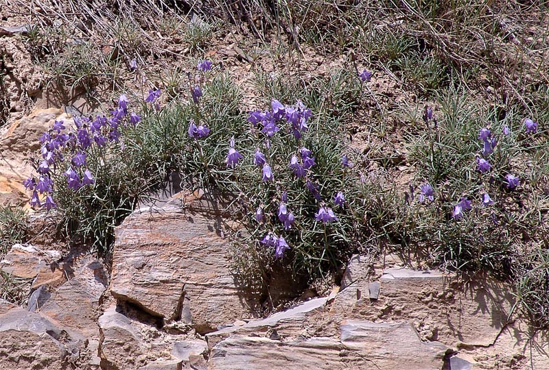 Image of Campanula hypopolia specimen.