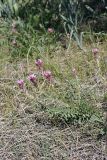 genus Astragalus. Цветущее растение. Таджикистан, восточный склон гор Санглак, 1300 м н.у.м. 24.04.2011.