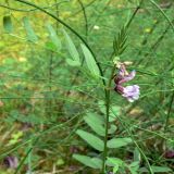 Vicia sepium. Верхушка цветущего растения. Свердловская обл., окр. г. Североуральск, южная окраина Колонгинского водохранилища, болото. 26.07.2011.