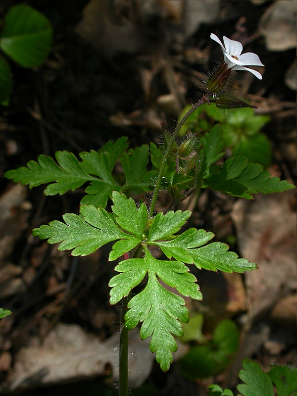 Изображение особи Geranium robertianum.