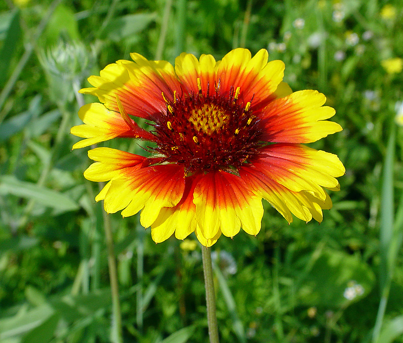 Изображение особи Gaillardia &times; grandiflora.