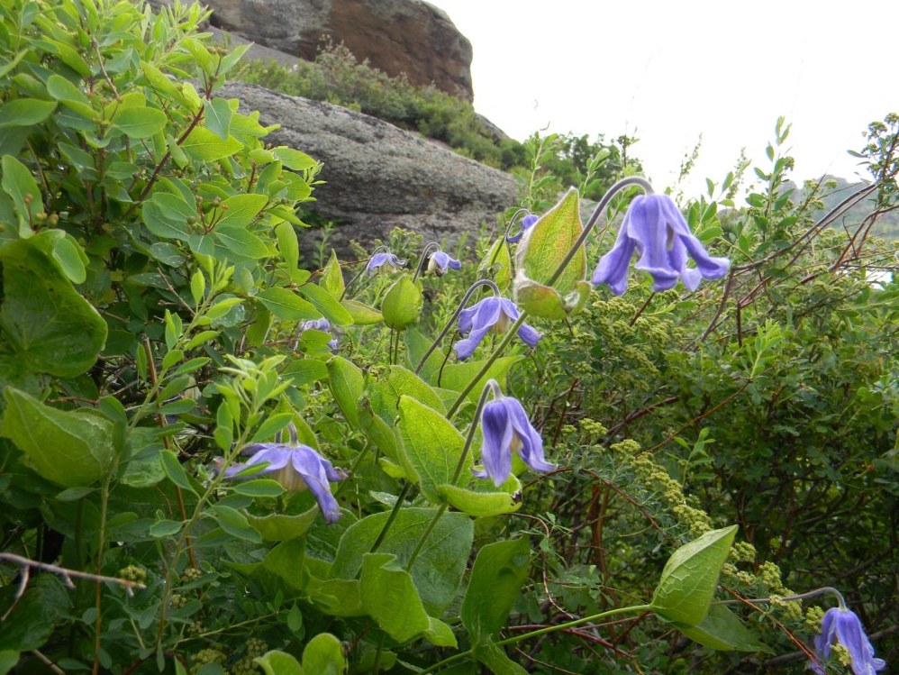 Image of Clematis integrifolia specimen.