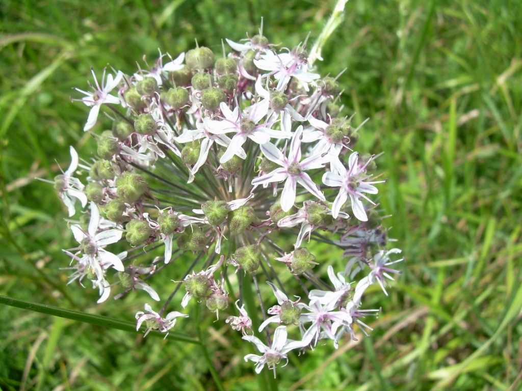 Image of Allium decipiens specimen.