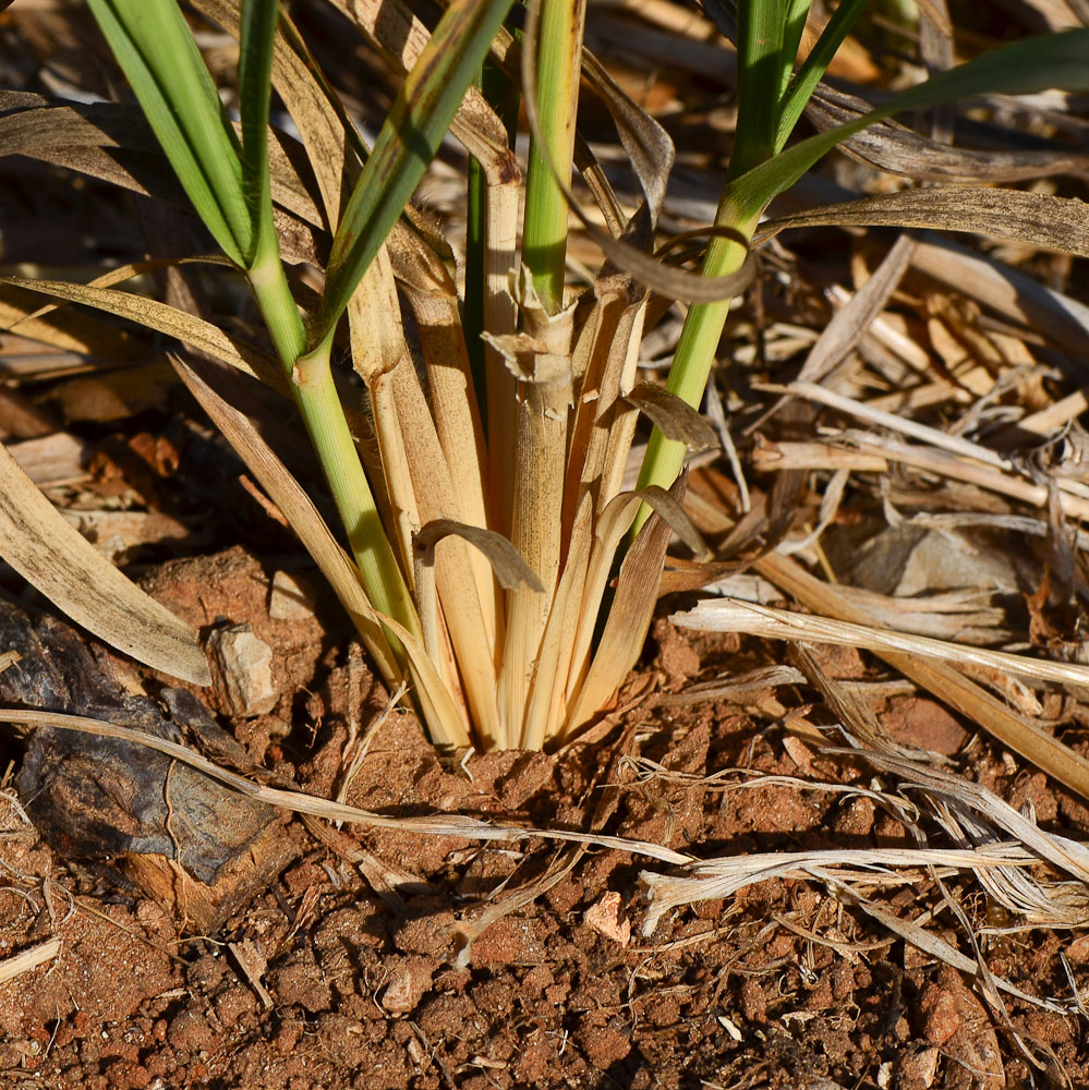 Изображение особи Eragrostis bipinnata.