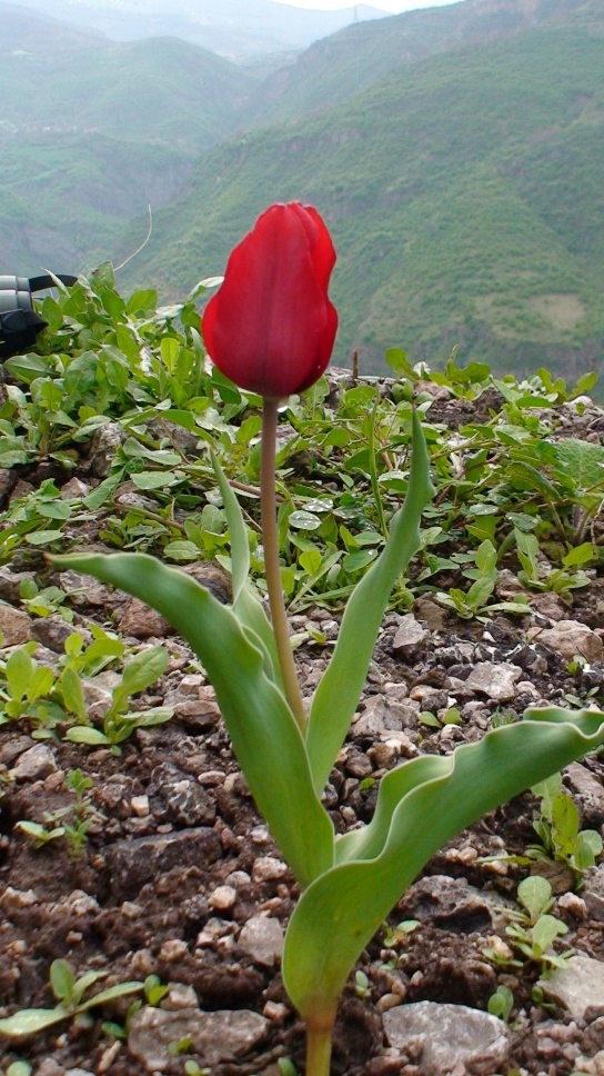 Image of Tulipa sosnowskyi specimen.