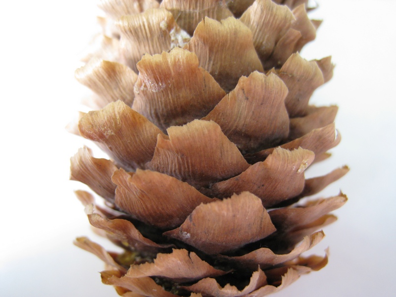 Image of Picea pungens specimen.