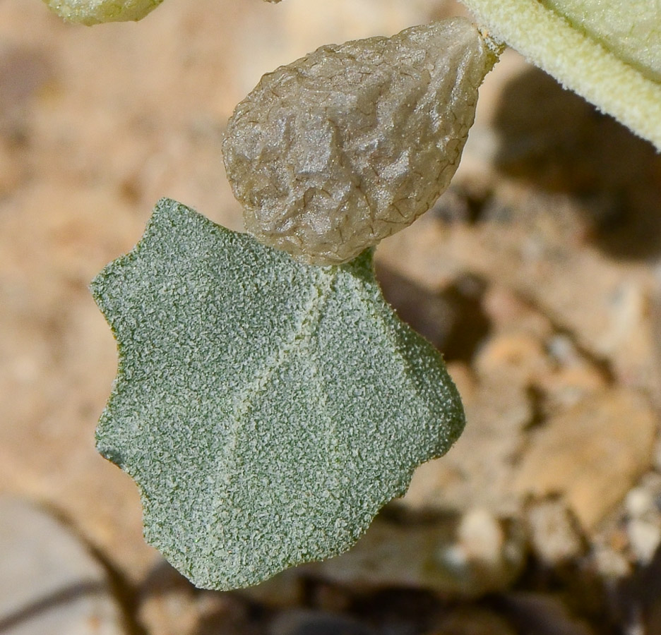 Image of Atriplex holocarpa specimen.