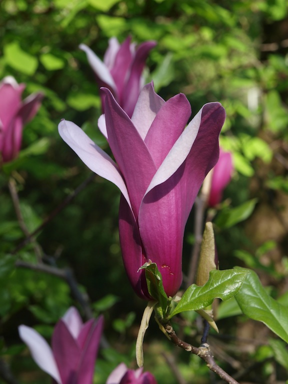 Image of Magnolia liliiflora specimen.