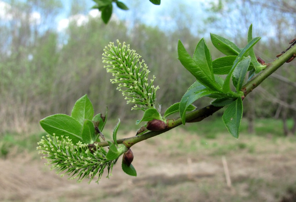 Image of Salix myrsinifolia specimen.